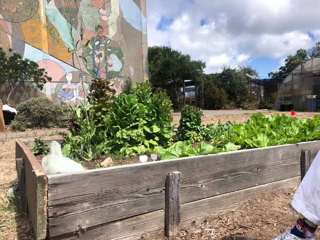 Image of a garden box in the Candlestick Point Community box. There are leafy green vegetables in the box and a painted mural in the background.
